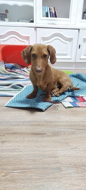 Femela pui teckel - imagine 2