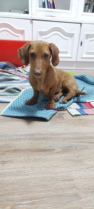 Femela pui teckel - imagine 4