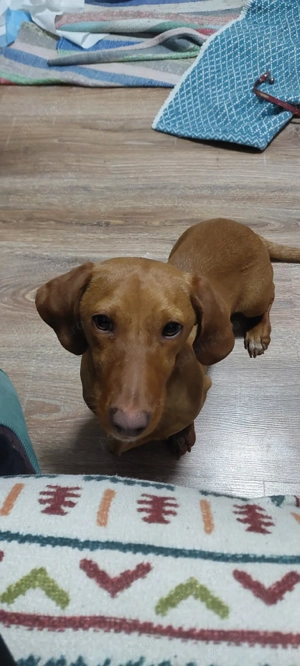 Femela pui teckel - imagine 3