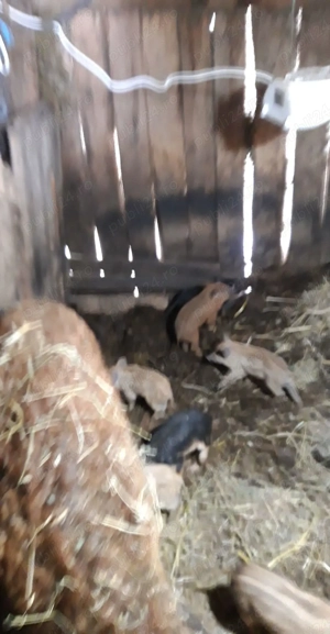 Purcei mangalita . Detalii la telefon - imagine 2