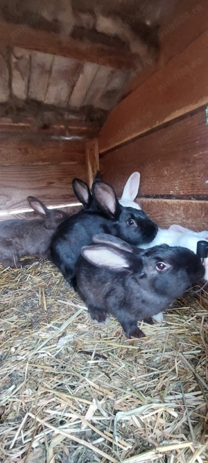 Iepuri sa rațe disponibil - imagine 2