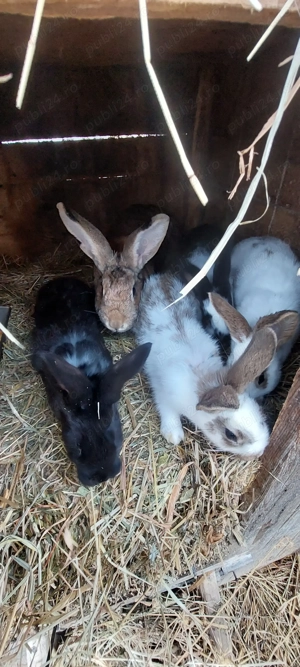 Iepuri sa rațe disponibil - imagine 3