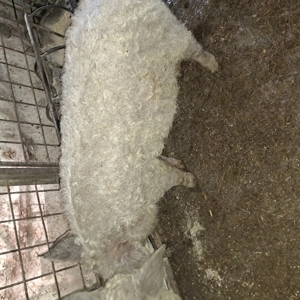 Mai sunt 2 scrofite mangalita disponibile în Mizil Prahova,  - imagine 4