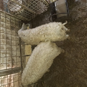 Mai sunt 2 scrofite mangalita disponibile în Mizil Prahova,  - imagine 2