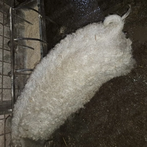 Mai sunt 2 scrofite mangalita disponibile în Mizil Prahova,  - imagine 3