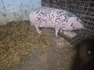 vand porc de carne 180-200kg  - imagine 2