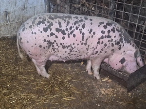 vand porc de carne 180-200kg 