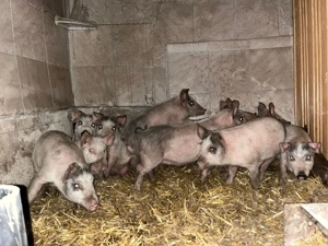 purcei de rasa de carne manca uscat si laturi 