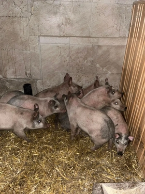 purcei de rasa de carne manca uscat si laturi  - imagine 2