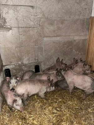 purcei de rasa de carne manca uscat si laturi  - imagine 3