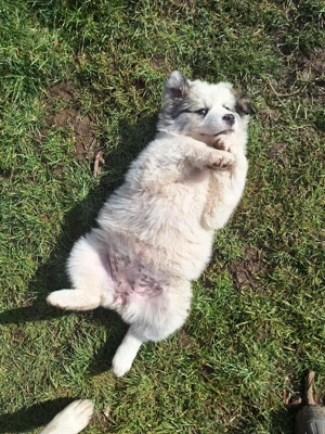 Catelusa de 8 saptamani