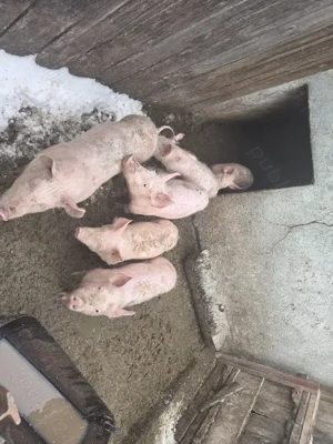 Vand purcei - imagine 3