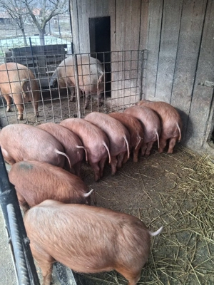 vand porci, soldani - imagine 2