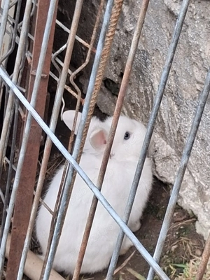 vând iepuri de rasa  - imagine 2