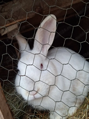 vând iepuri de rasa  - imagine 3