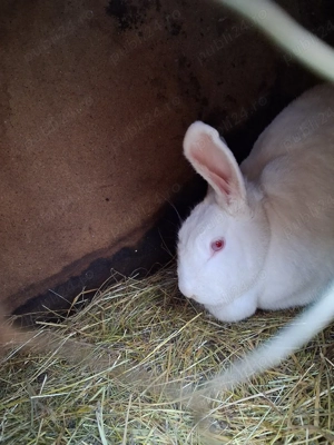 vând iepuri de rasa  - imagine 5