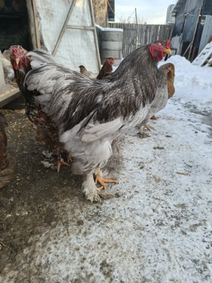 găini brahma diferite culori  - imagine 4