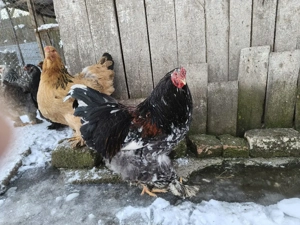 găini brahma diferite culori  - imagine 2