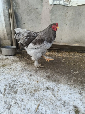 găini brahma diferite culori  - imagine 5