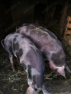 Scrofite petrain 90 - 100kg