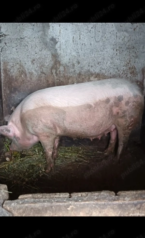 Vând porc de rasă!!! - imagine 3