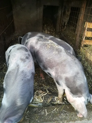 Scrofite petrain 90 - 100kg - imagine 3