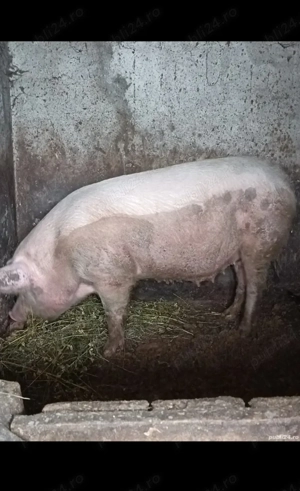 Vând porc de rasă!!! - imagine 2