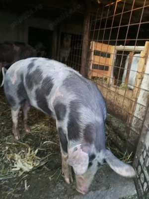 Scrofite petrain 90 - 100kg - imagine 2