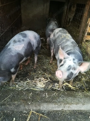 Scrofite petrain 90 - 100kg - imagine 5