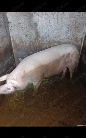 Vând porc de rasă!!! - imagine 4