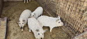 Vind porci de rasa mangalita - imagine 2