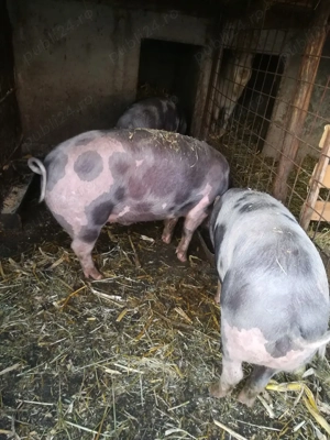 Scrofite petrain 90 - 100kg - imagine 4