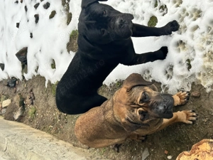 Donez caini Cane Corso - imagine 5