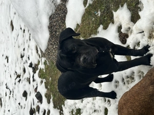 Donez caini Cane Corso - imagine 3