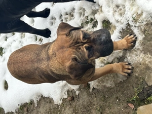 Donez caini Cane Corso - imagine 3