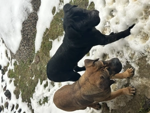 Donez caini Cane Corso - imagine 5