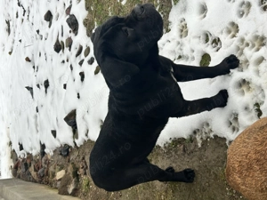 Donez caini Cane Corso