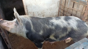 vând scroafă  - imagine 3