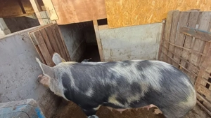 vând scroafă  - imagine 2