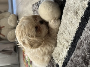 Shih tzu 10 săptăm ni - imagine 2