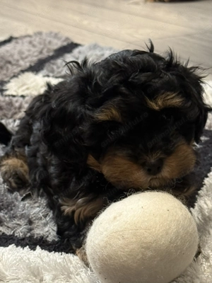 Shih tzu 10 săptăm ni - imagine 3