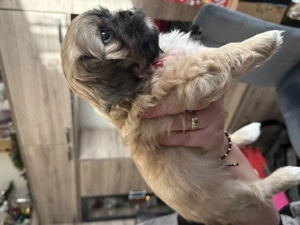 Shih tzu 10 săptăm ni - imagine 4