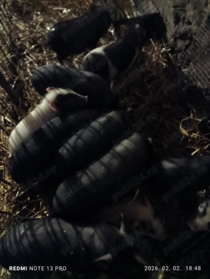 Purcei vietnamezi - imagine 2