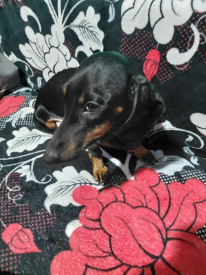 Catelusi metisi disponibili - imagine 2