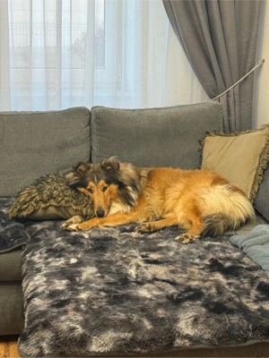 collie rough  ciobanesc scotian - imagine 5
