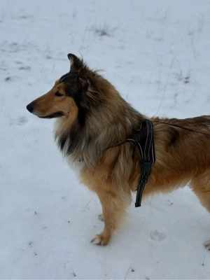 collie rough  ciobanesc scotian