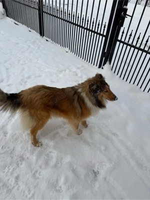 collie rough  ciobanesc scotian - imagine 4