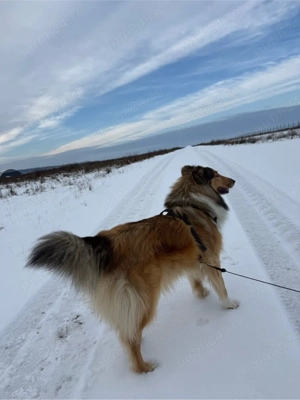 collie rough  ciobanesc scotian - imagine 2