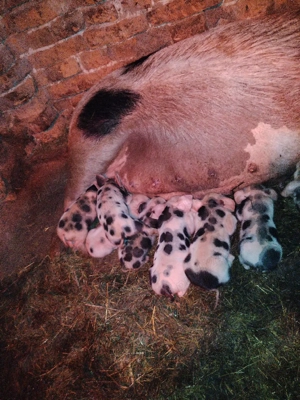 Vând scroafă cu purcei 