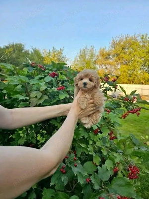 maltipoo poodle mini toy apricot 